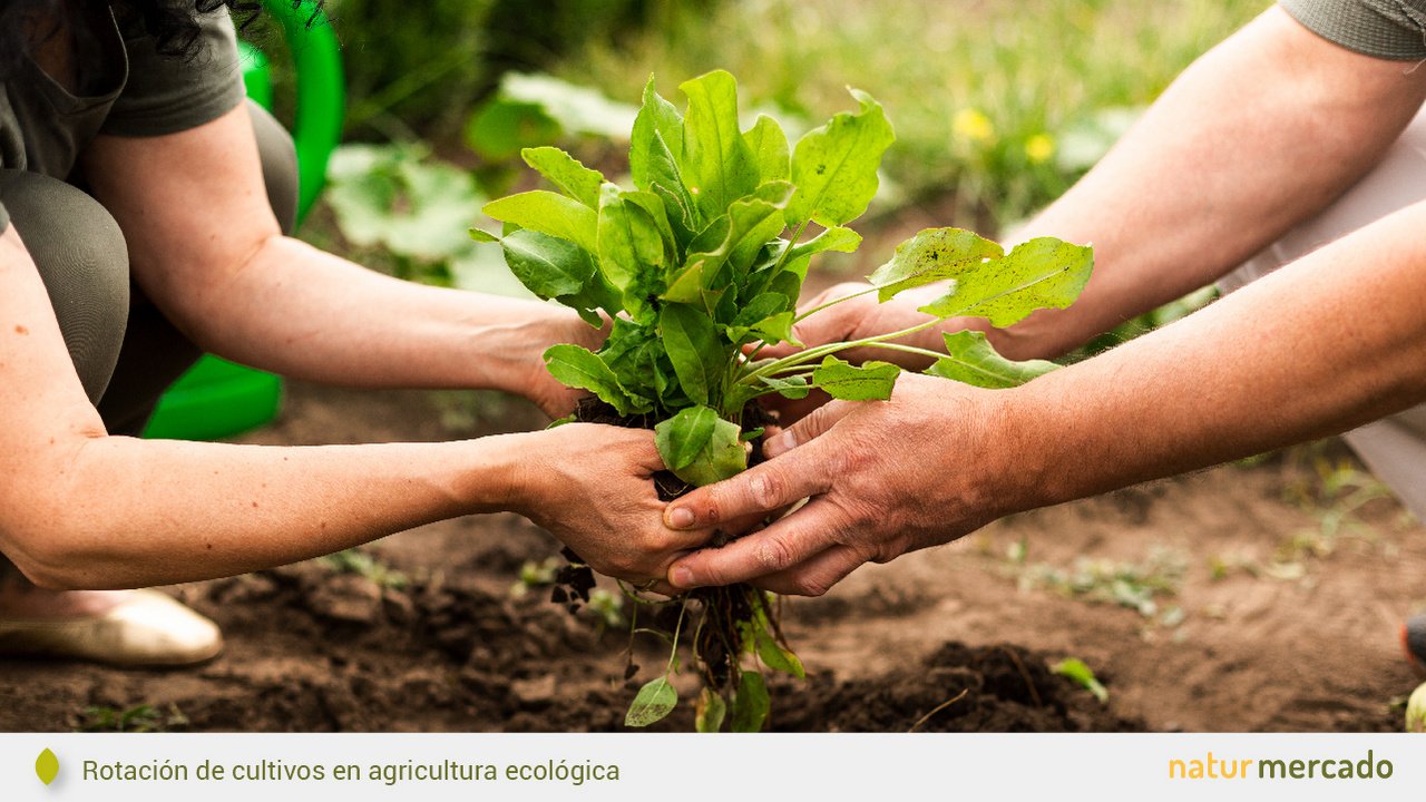 ¿Qué es la agricultura ecológica? - Ventajas y desventajas